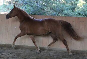 Sportbetonte Araber-Haflinger Stute im Auftrag zu verkaufen