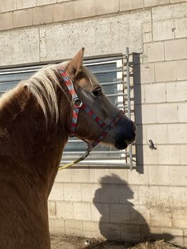 Sportlicher Haflinger mit gutem Fundament, Anna Maria Thiel , Horses For Sale, Niederzier