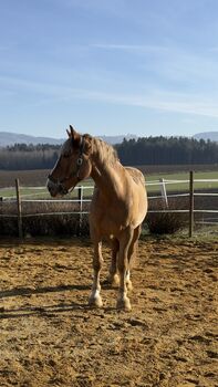 Sportlicher Kaltblut Wallach, Bianca Reisinger, Horses For Sale, Zeillern
