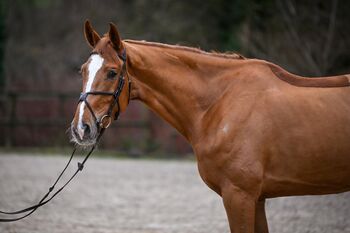 Sportlicher KWPN-Wallach sucht neuen Partner