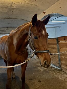 Sportliche, sensible Fuchsstute mit Potenzial für den gehobenen Sport,  Melanie Pick-Ertl, Horses For Sale, Feldkirchen