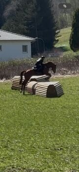 Sportlicher Fuchs Wallach