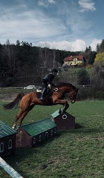 Sportlicher Fuchs Wallach, Lisa Schmidt, Horses For Sale, Peisching