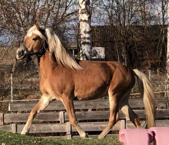 sportlicher Haflinger zum selbst ausbilden., Kronwitter Petra , Horses For Sale, Mainbernheim