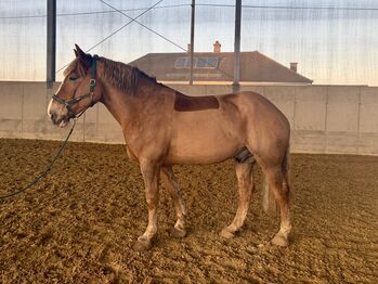 Sportlicher Kaltblut Wallach