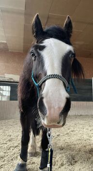 Sportlicher Welsh Cob D Wallach, Julia Zne, Horses For Sale, Würmla