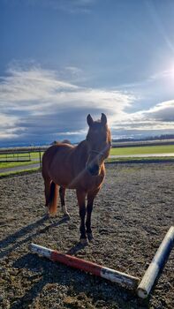 Sportliche Freibergerstute, B.Schwarzer, Horses For Sale, Amriswil