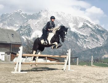 Sportliche 4-jährige Stute, Silvia, Pferd kaufen, Irdning