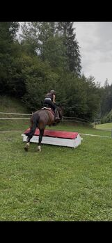 Sportliche Noriker-Stute