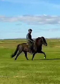 Sportlicher Wallach mit Go, Islandpferde-aus-Island, Pferd kaufen, Südisland
