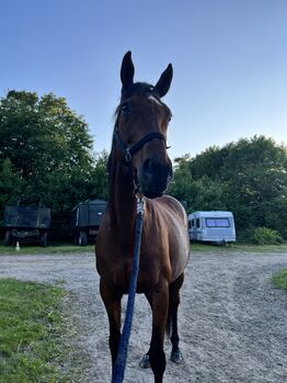 Sportstute als freizeitpartner zu verkaufen, Justyna , Horses For Sale, Hamburg
