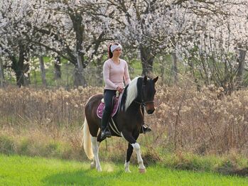 Sportliche 3-jährige Stute "Ribizli" zu verkaufen