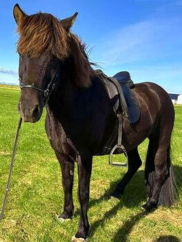 Sportlicher Wallach mit Go