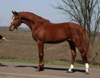 Sport Pferd, Maria, Pferd kaufen, Szarvas
