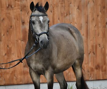 Sportpony/ Mounted Games Pony/ Kinderpony/ Allrounder, Lina Will, Horses For Sale, Pinneberg 