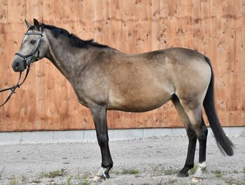 Sportpony/ Mounted Games Pony/ Kinderpony/ Allrounder