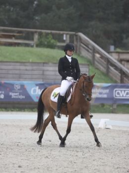 Sportpony-Stute, 5 Jahre – Dressur & Vielseitigkeitstalent, lemaponies, Horses For Sale, Rolle