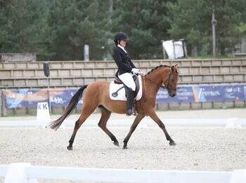 Sportpony-Stute, 5 Jahre – Dressur & Vielseitigkeitstalent