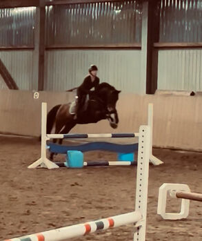 Sportpony zu verkaufen