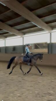 Sportpony zu verkaufen, Lanea Rohlfing , Pferd kaufen, Barmstedt 