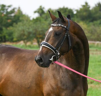 Sportstute geritten und gefahren, Post-Your-Horse.com (Caballoria S.L.), Horses For Sale, Rafelguaraf