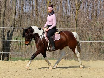 Sportliche 3-jährige Stute "Ribizli" zu verkaufen, Carina, Horses For Sale, Per