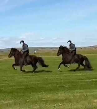 Sportlicher Wallach mit Go, Islandpferde-aus-Island, Horses For Sale, Südisland