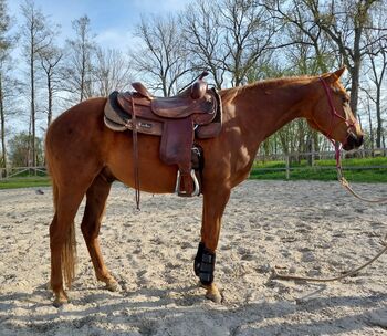 Sportlicher Quarter Horse Wallach mit top Abstammung, Kerstin Rehbehn (Pferdemarketing Ost), Horses For Sale, Nienburg