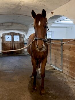 Sportliche, sensible Fuchsstute mit Potenzial für den gehobenen Sport