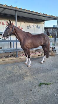 Cavalla da Salto, Gino, Horses For Sale, Solarino