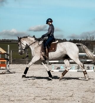 Springpferd o. Zuchtstute