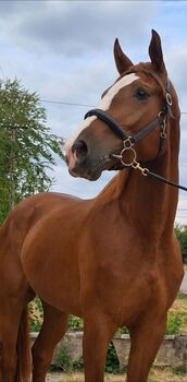 jump horse
