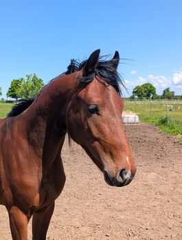 Springpferd der Zukunft ,Hengst ,2 jährig, Perignon x Cortoni