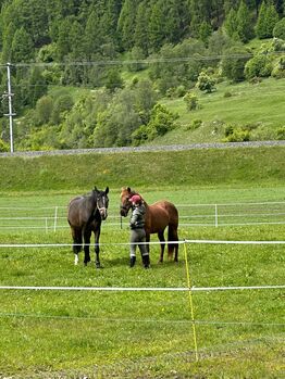 Sprit - Tolle Cruzadostute sucht tolles Zuhause