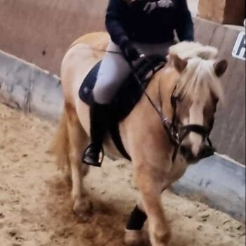 Verkaufe Haflinger Wallach, Anja Hennig, Konie na sprzedaż, Lüttgenrode