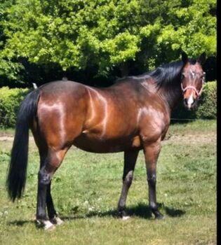 Verkaufe meine 12-jährige Vollblutstute als Zuchtstute, Beistellstute und Freizeitpferd., Famil. Bussmann, Konie na sprzedaż, Menslage