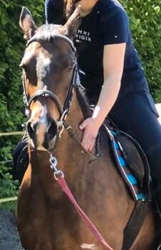 Verkaufe meine 12-jährige Vollblutstute als Zuchtstute, Beistellstute und Freizeitpferd.