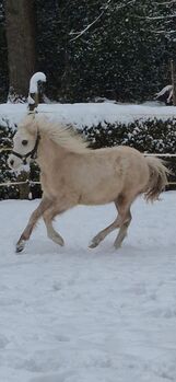 Verkaufe meinen kleinen Welsh A Hengst