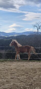 Verkaufe Araber- Haflinger Hengst mit Dressur und Sprungpotential