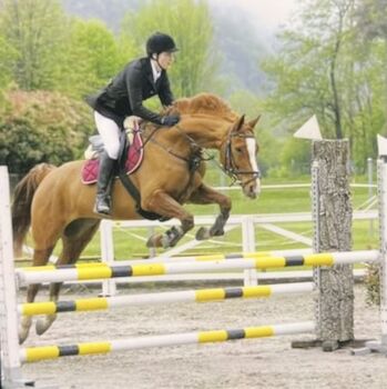 vendo castrone hannover