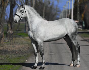 VERKAUFT/SOLD, Bercog HSH Sport/Freizeitpferde, Konie na sprzedaż, Békésszentandrás