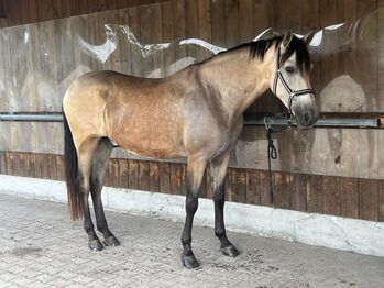 Dinamico de SR, Sofia Raeder, Horses For Sale, Grüt