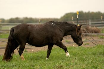 St.Pr.A. Dt. Partbred Shetlandpony Stute tragend sucht 5* Zuhause