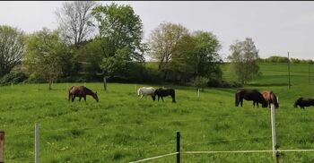 Stallplätze frei Vollpension, Fabi, Horse Stables, Eßweiler