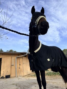 couverture d'écurie - blanket - 200 gr - New - comfort fit, Trotando Juntos  Blanket comfort fit, Maite (Productos Ecuestres Trotando Juntos S.L), Horse Blankets, Sheets & Coolers, Palau solita y plegamans