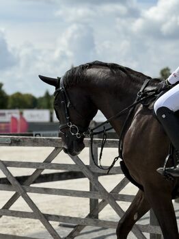 Stallhilfe in Viersen gesucht