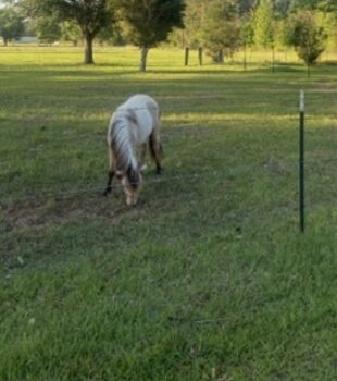 Shetland pony stud