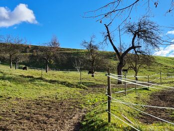 Stall / Hof zur Pacht gesucht, Ulrike Pfleger , Horse Stables, Bairisch Kölldorf