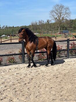 stallion for sale, martina stachova, Horses For Sale, Veľké Leváre 1202