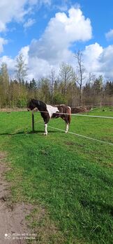 Stallon 2 years old, Ruta, Konie na sprzedaż, Klaipėdos raj